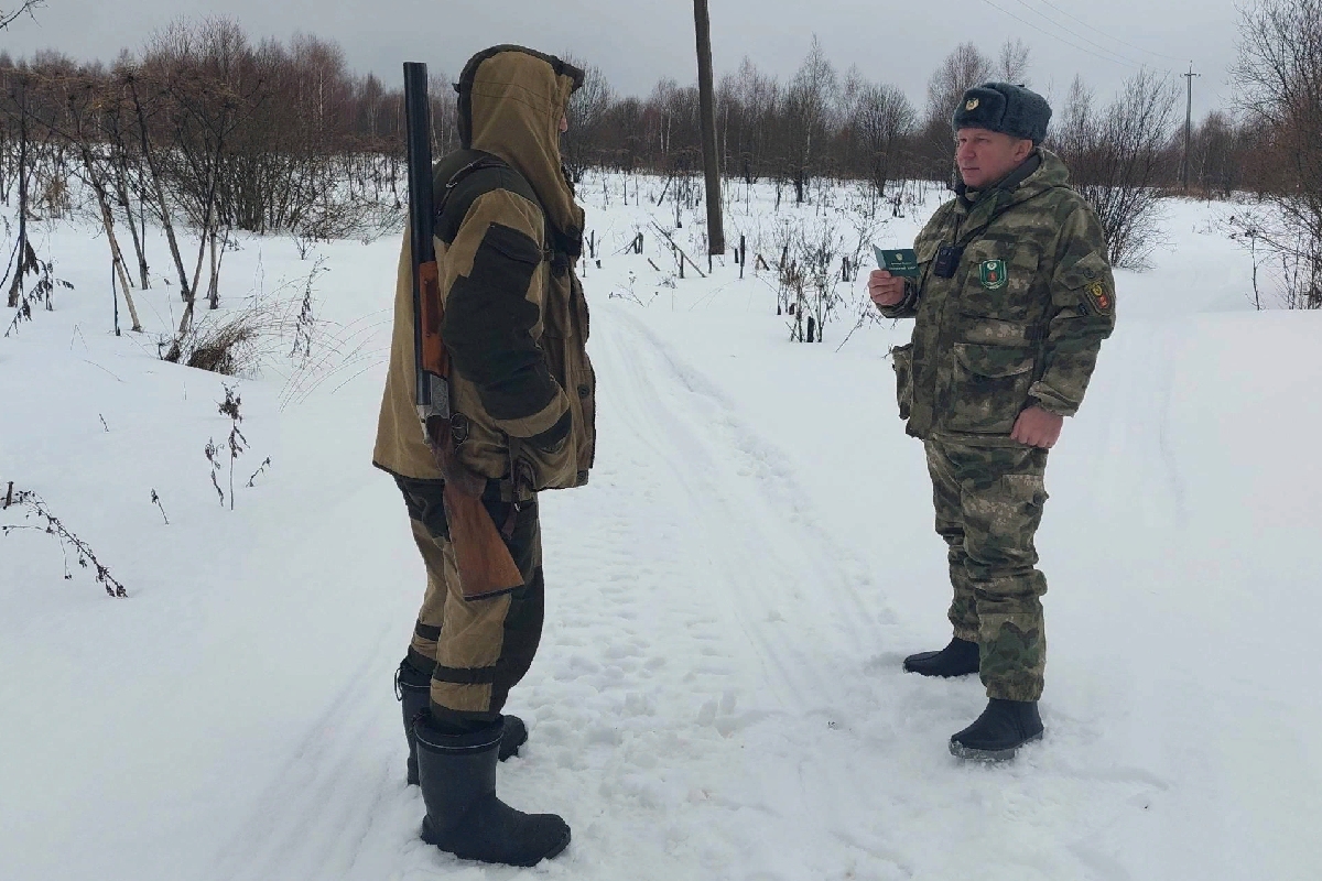 В Тверской области зафиксировали факты незаконного отстрела лосей