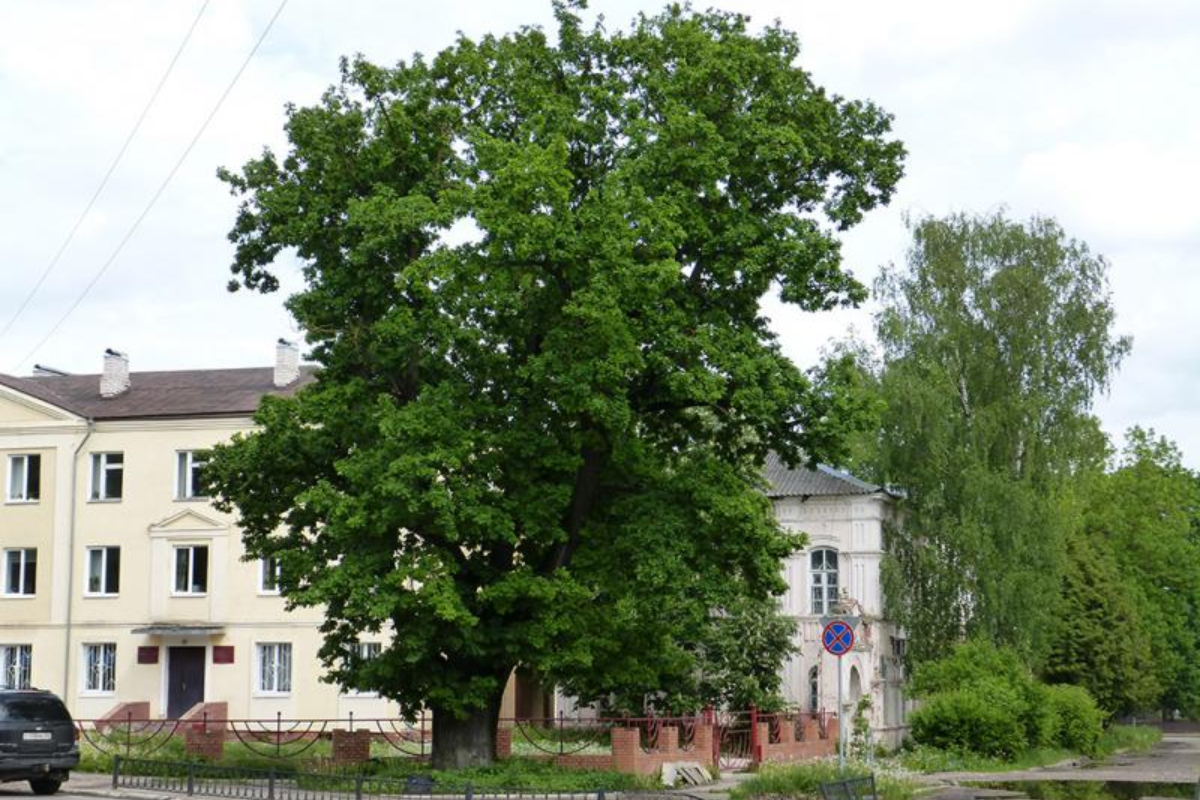 Жители Тверской области могут заработать на фотографиях дерева