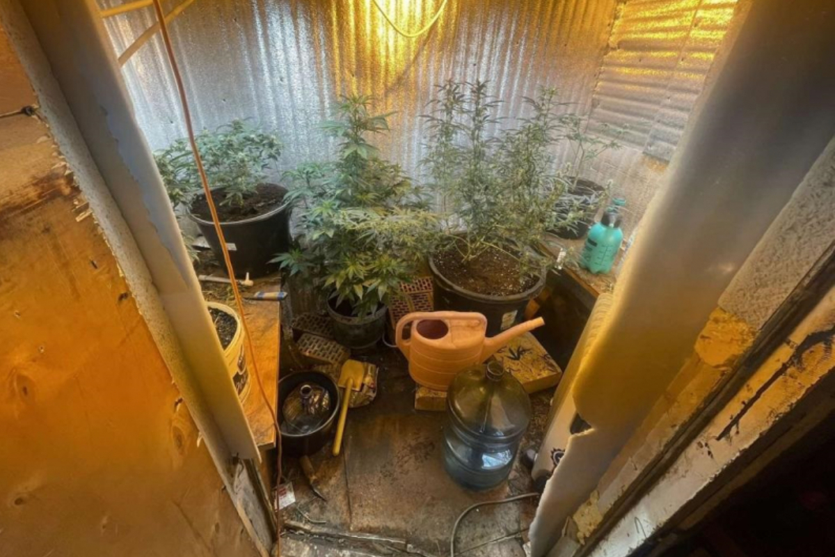 В Тверской области полицейские накрыли мини-плантацию марихуаны