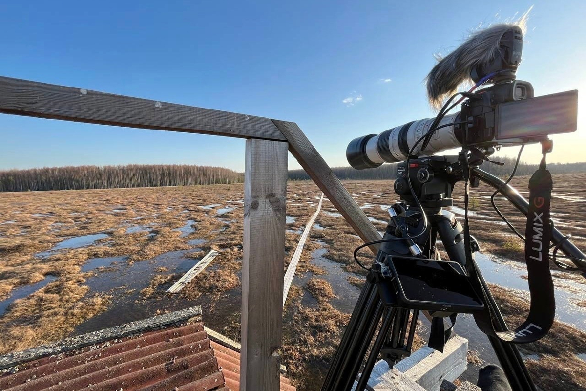 В Тверской области в заповеднике записали голоса лесных и болотных птиц