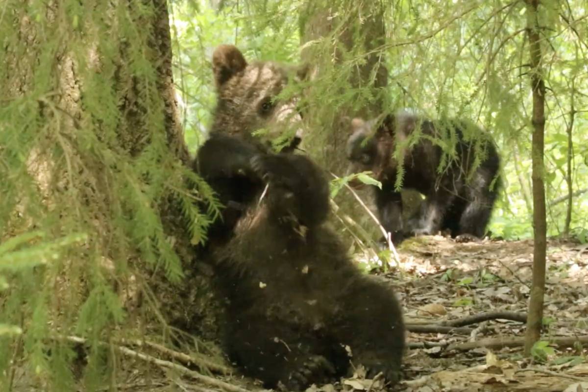 Появились новые подробности из жизни медвежат-сирот в Тверской области