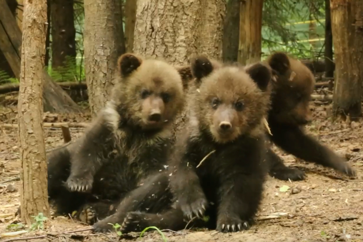 В Тверской области на видео попали игры медвежат