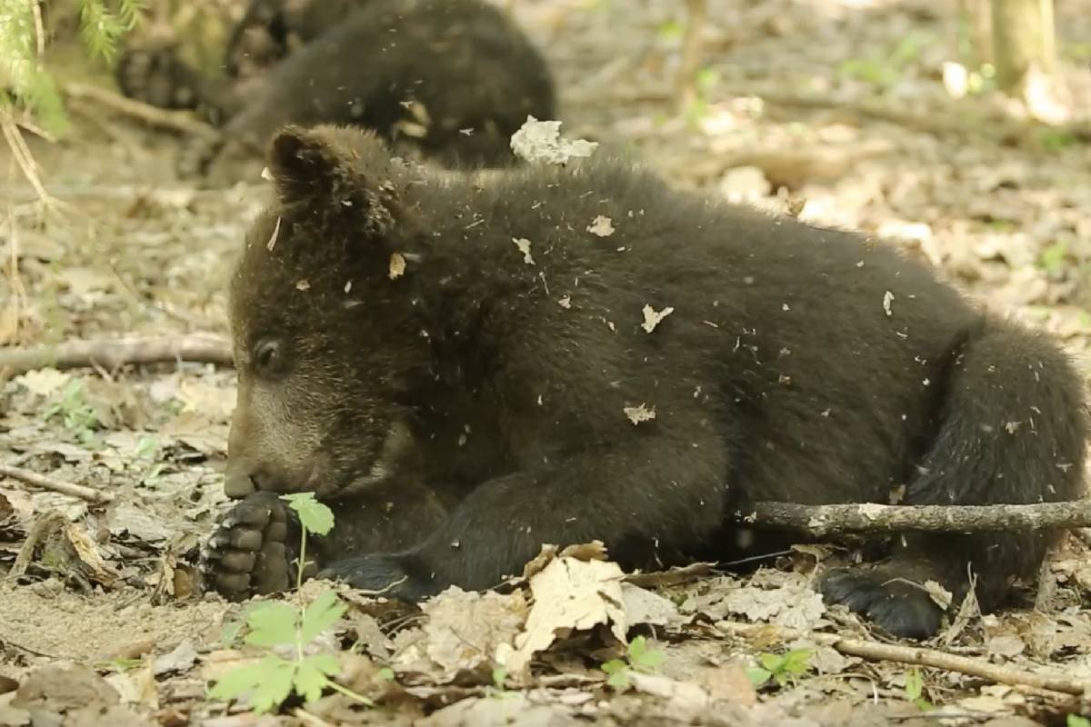В Тверской области показывают медвежье Релакс-ТВ