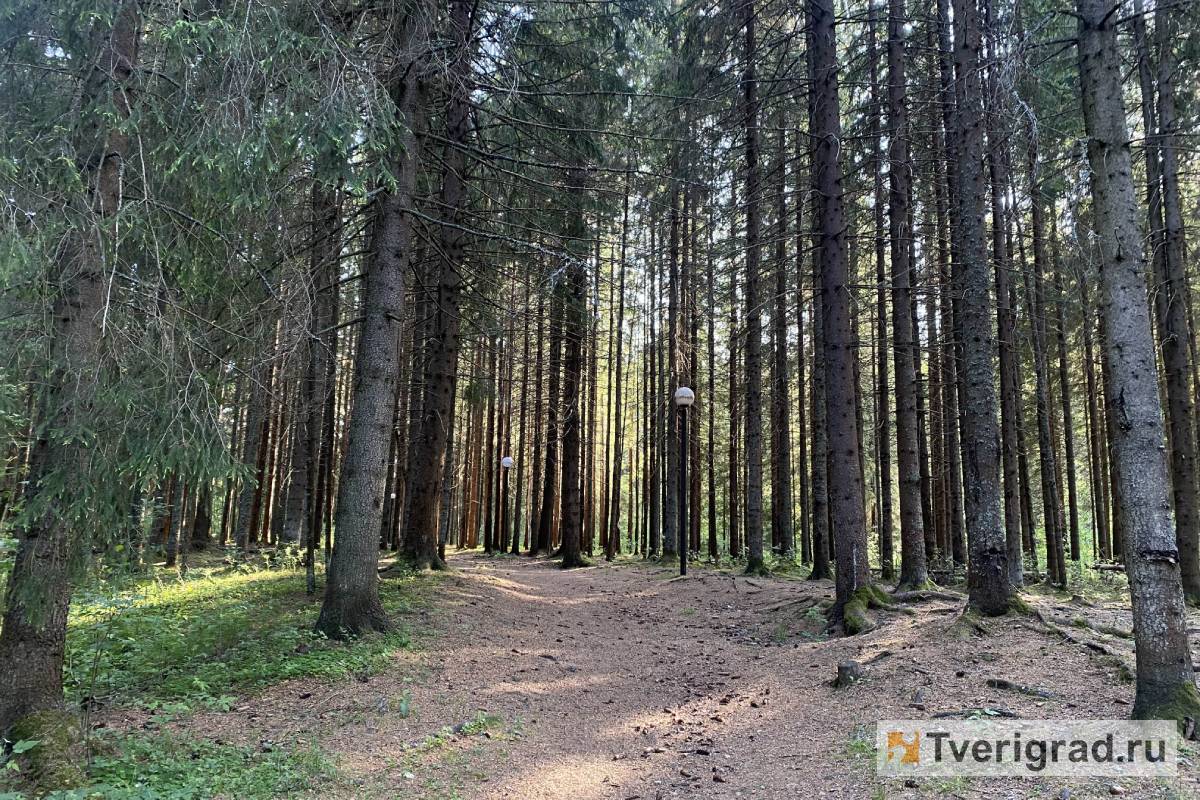 Житель Тверской области нарубил леса на 104 миллиона рублей