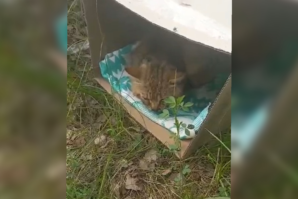 В Твери спасают бездомного кота со сломанной челюстью