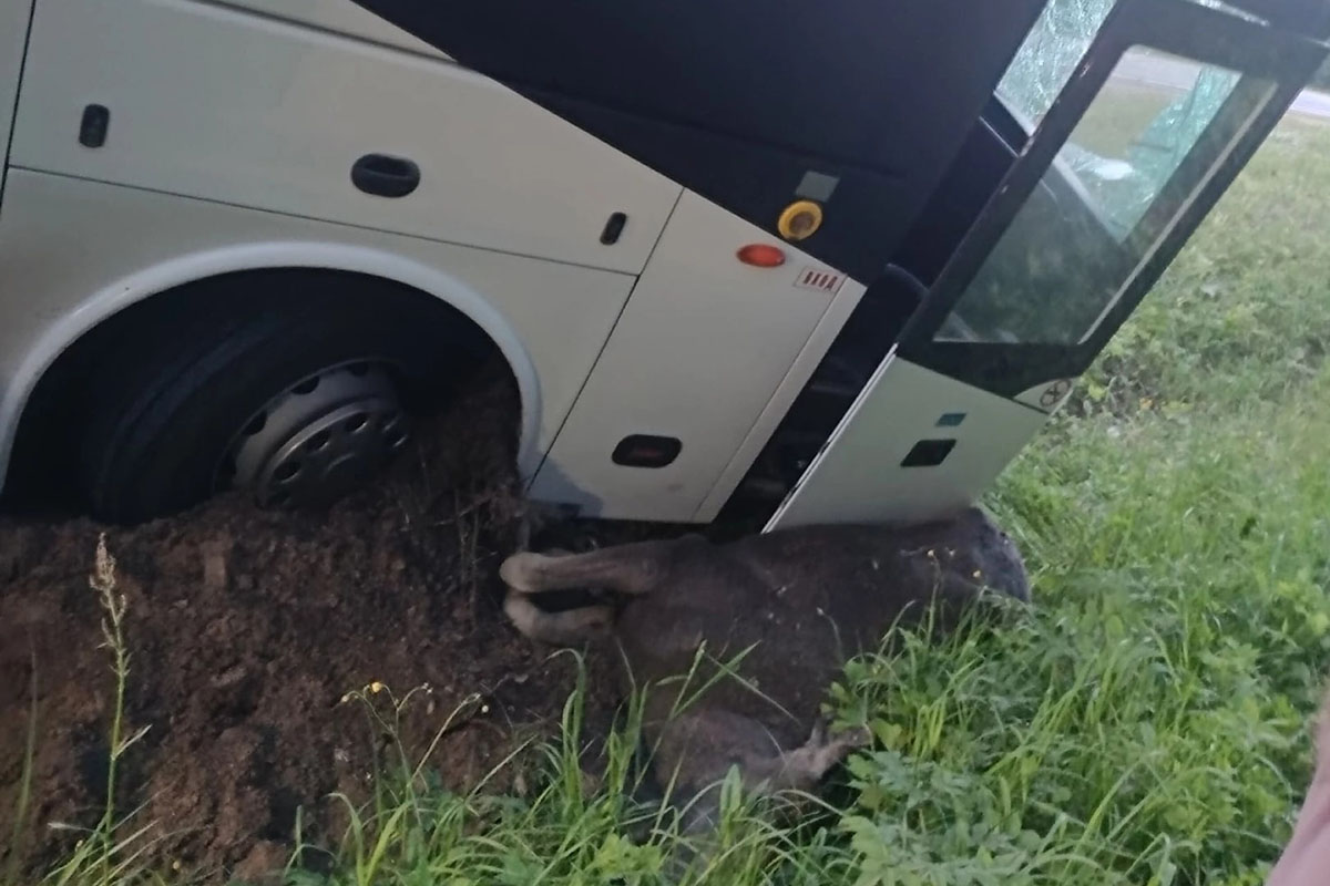 Автобус сбил лося на федеральной трассе в Тверской области