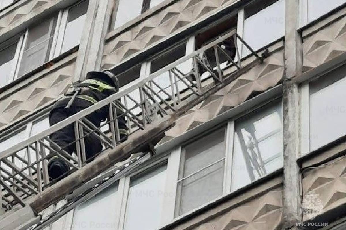 В Твери сотрудники МЧС спасли застрявшего в окне на 7 этаже кота