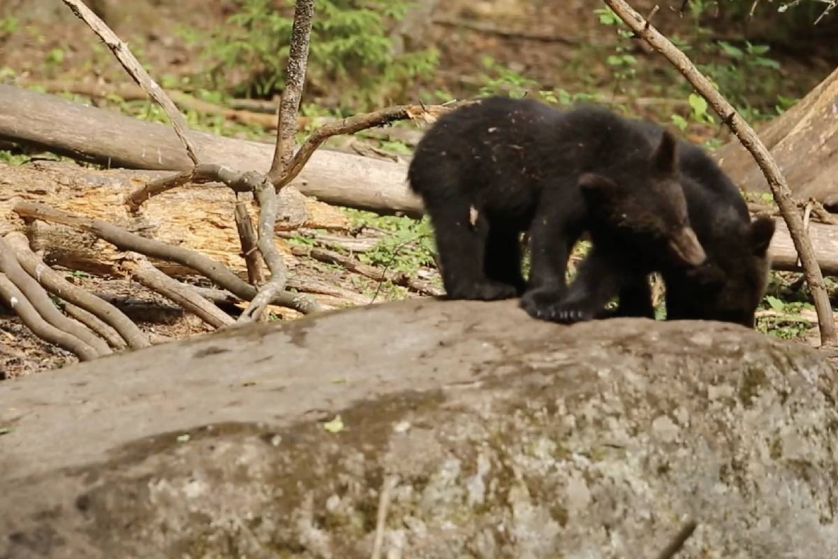 В Тверской области медвежата устроили кучу-малу на валуне
