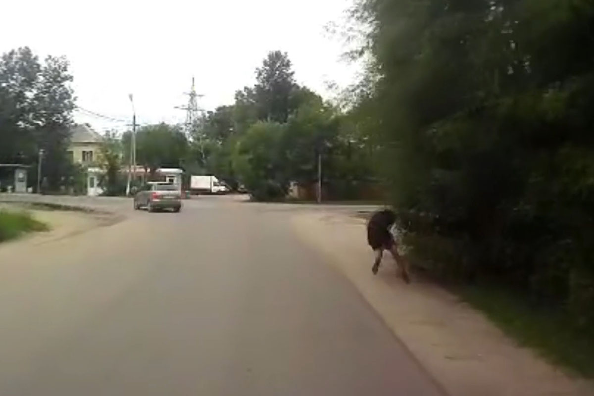 Опубликовано видео наезда на пьяного пешехода в Твери