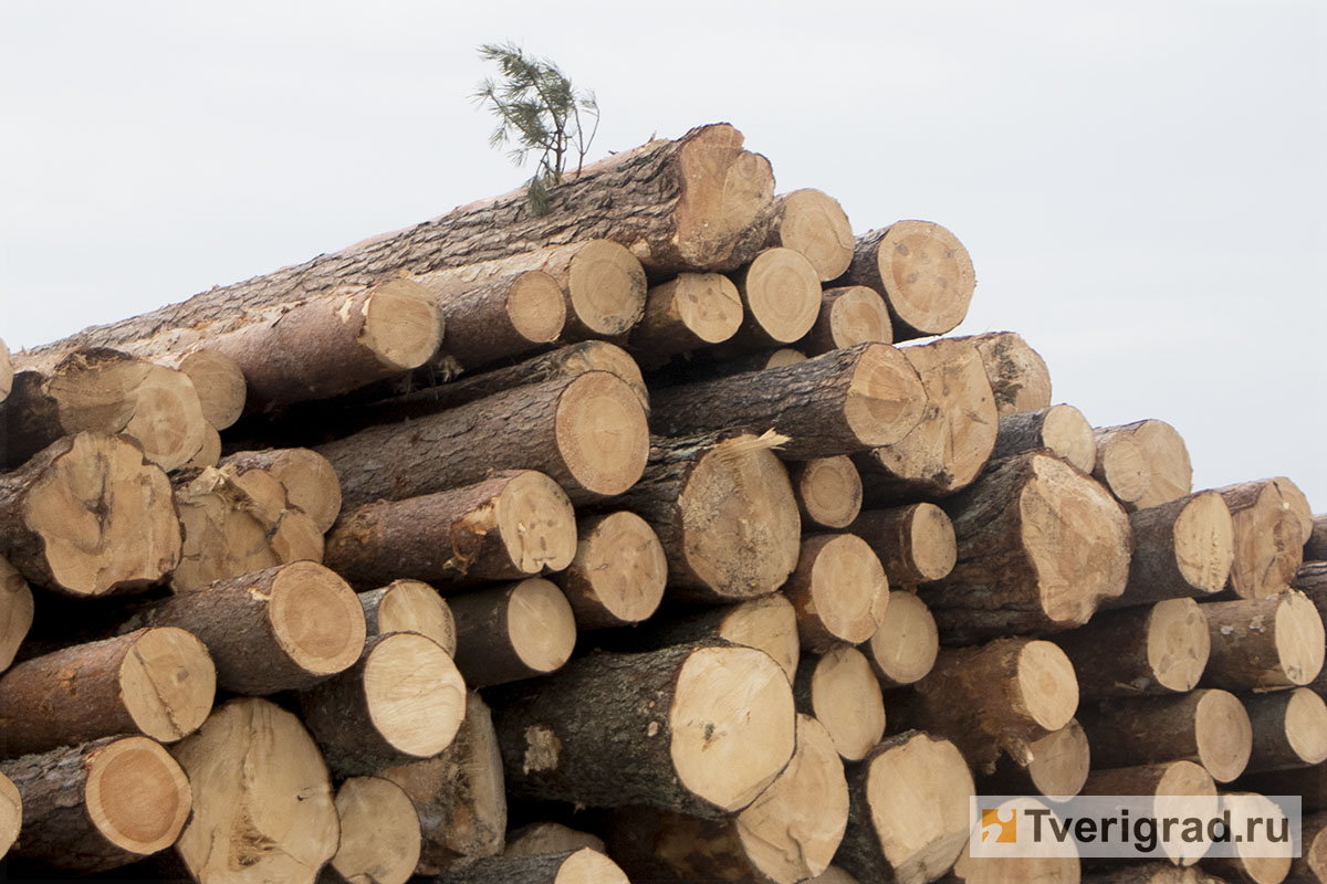 В Тверской области лесоруб неудачно подпилил дерево и обрёк на смерть товарища