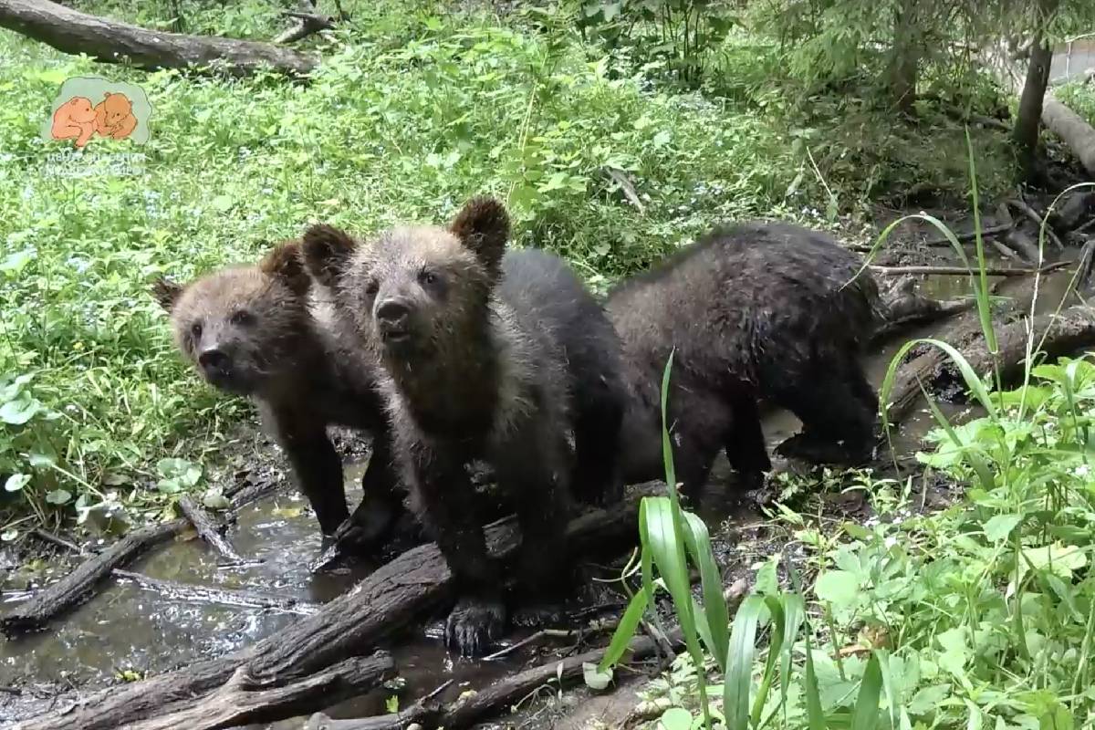В Тверской области для медвежат-сирот возвели «дамбы»