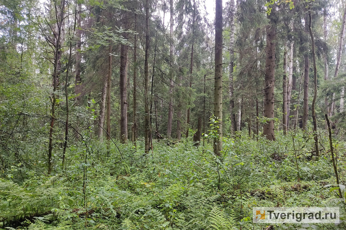 На Селигере «чёрные лесорубы» вырубили лес на 7 млн рублей
