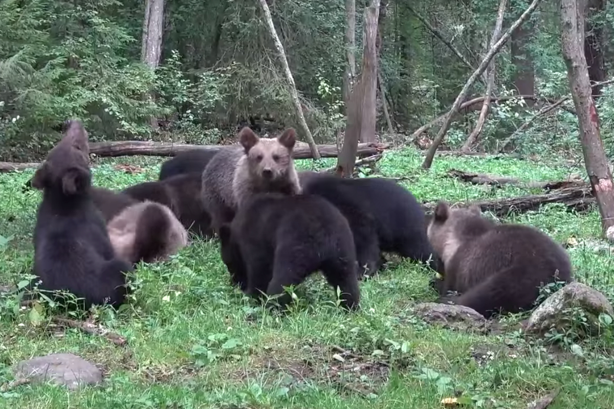 В Тверской области на видео попала целая толпа медвежат