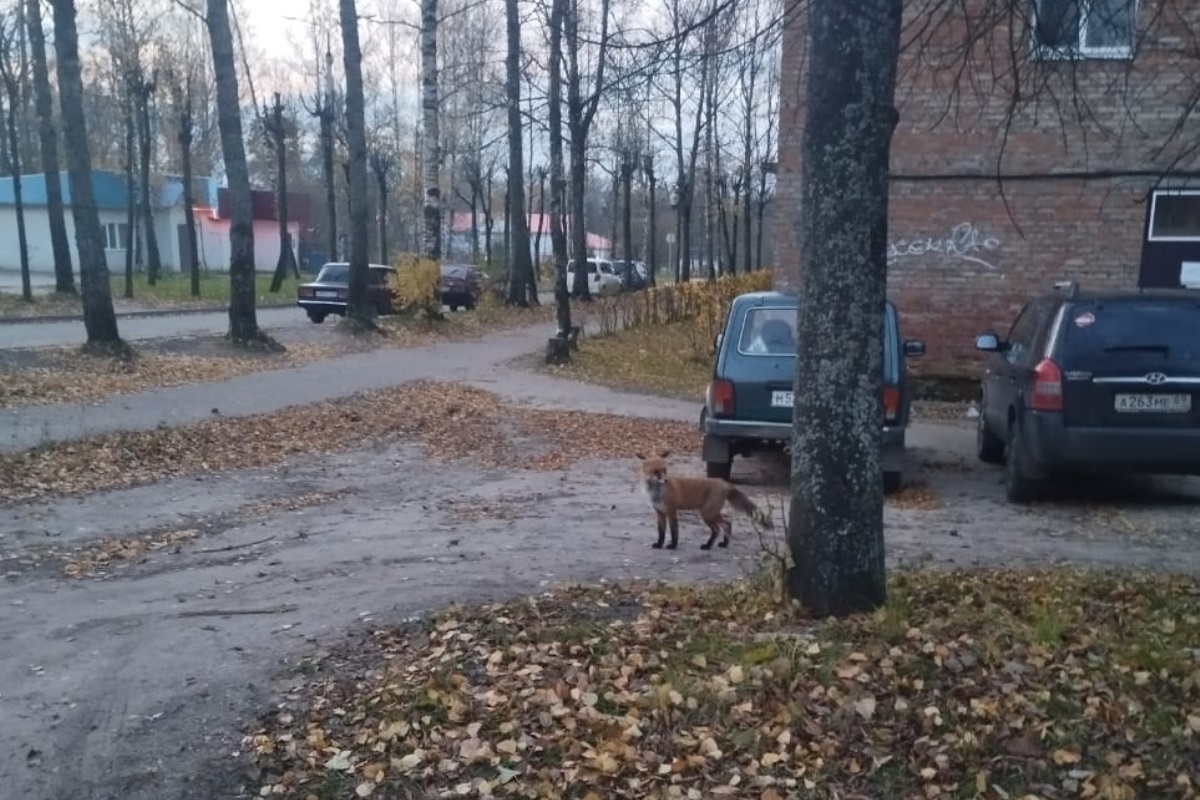 В Нелидове местных жителей пугают лисицы на улицах