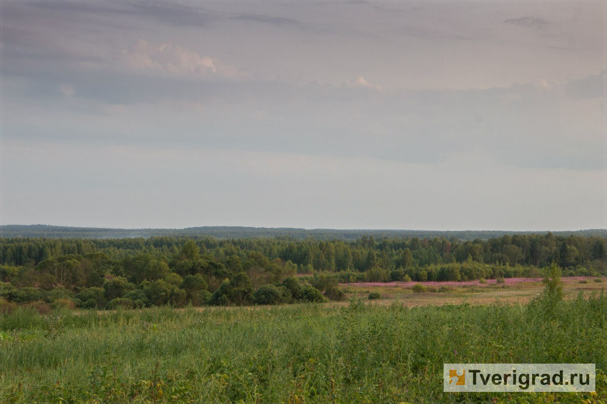 В Тверской области зарастают 110 гектаров пашни