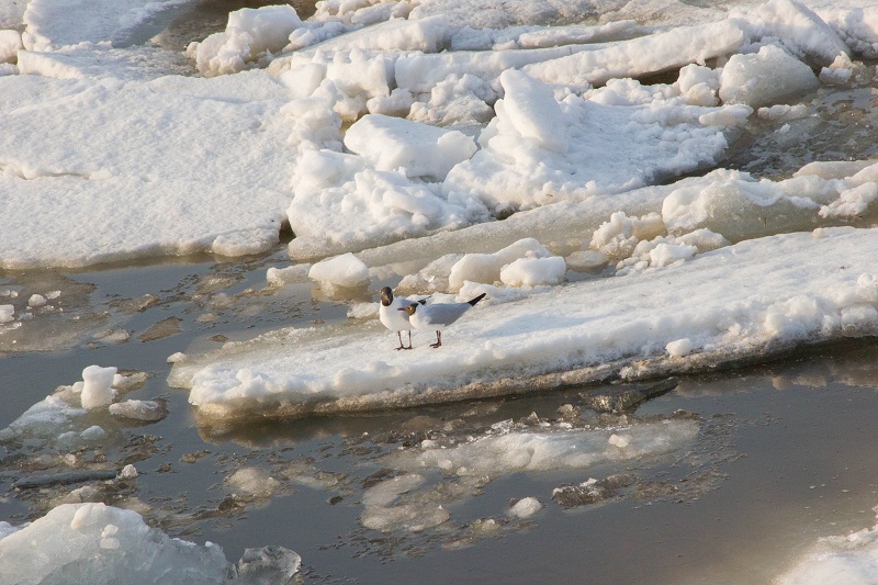 Лед тронулся значение фразеологизма. Лед тронулся. Горностай на льду. Картина лед тронулся. Волга лед тронулся.