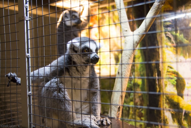 Выставка зоопарк экзотических животных в Твери
