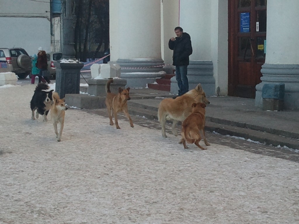 Фото стаи собак на улицах