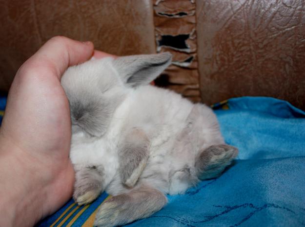 Клетка для карликового кролика своими руками