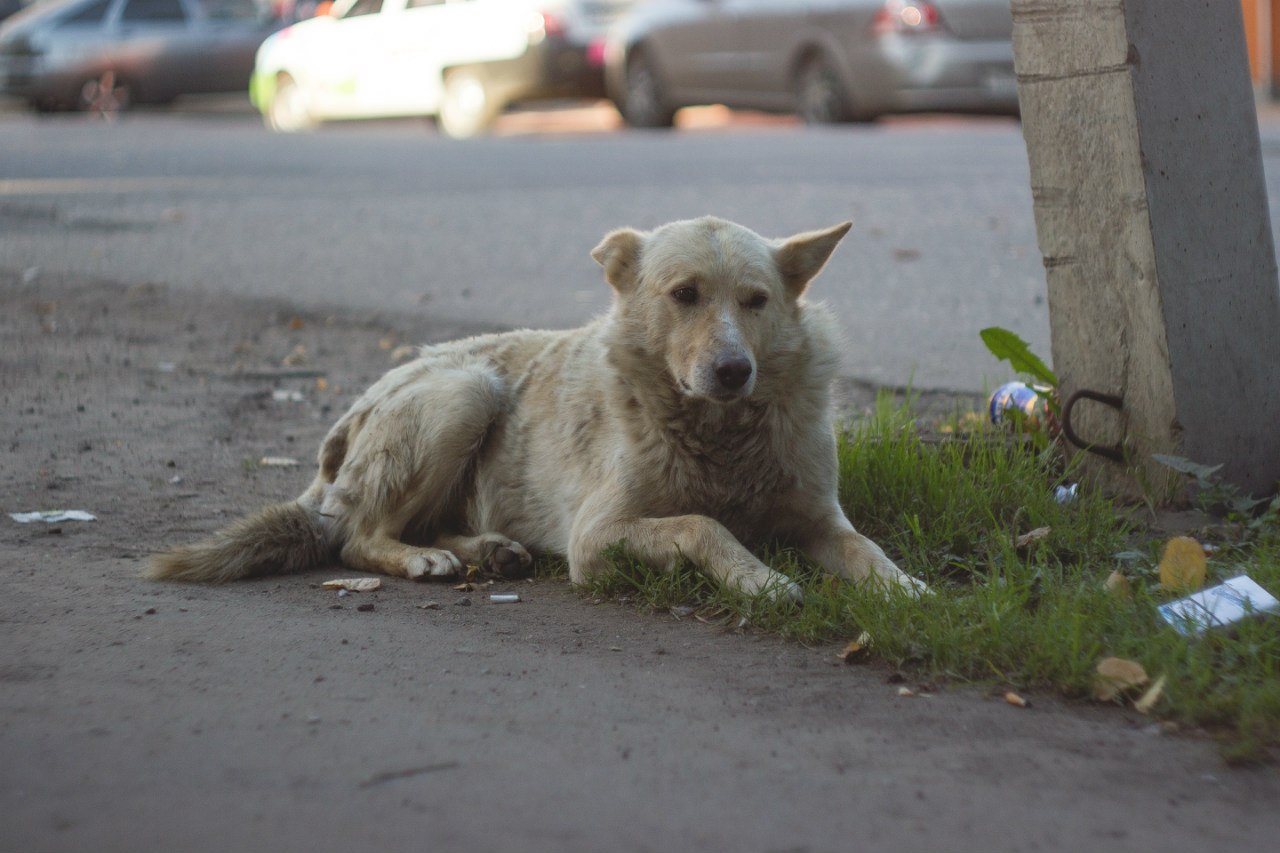 Бездомные животные в городе
