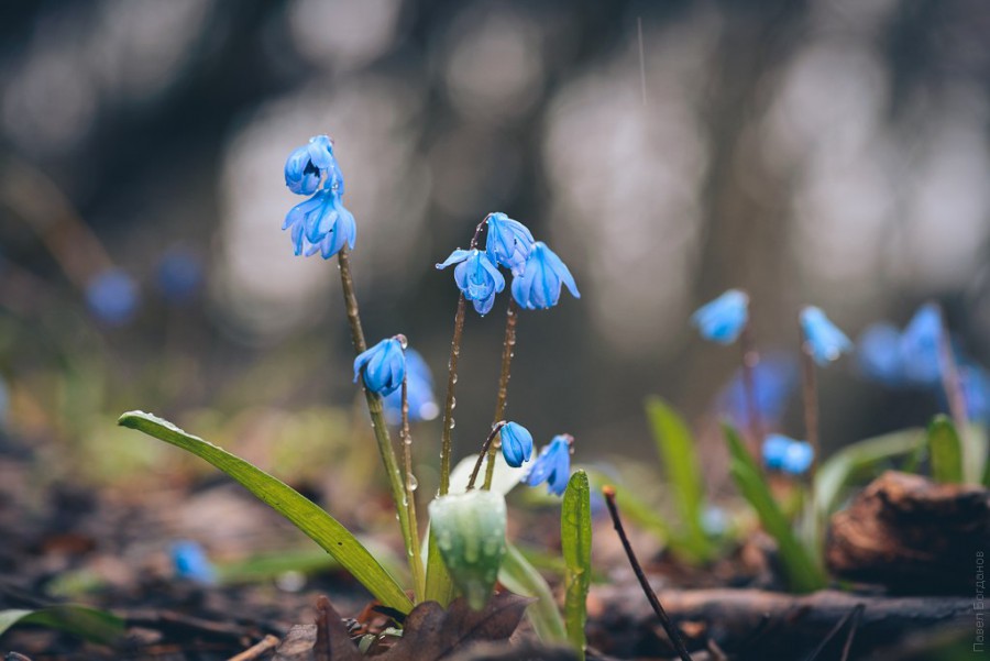 Синие подснежники фото настоящие