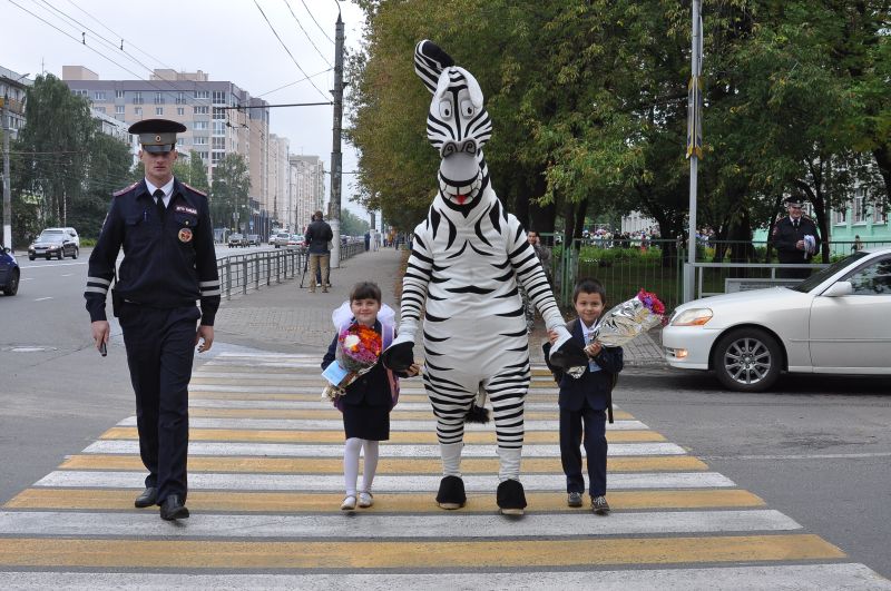 Зебра на дороге картинки