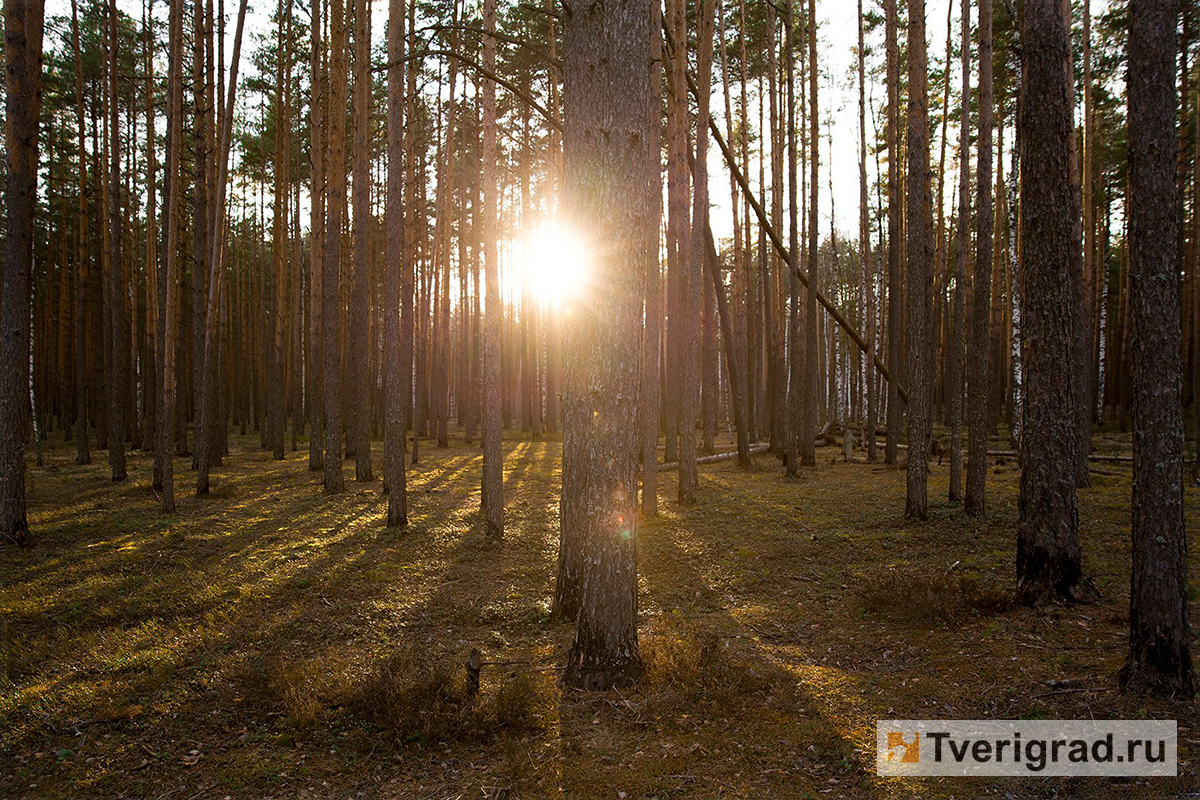 Фото леса тверской области