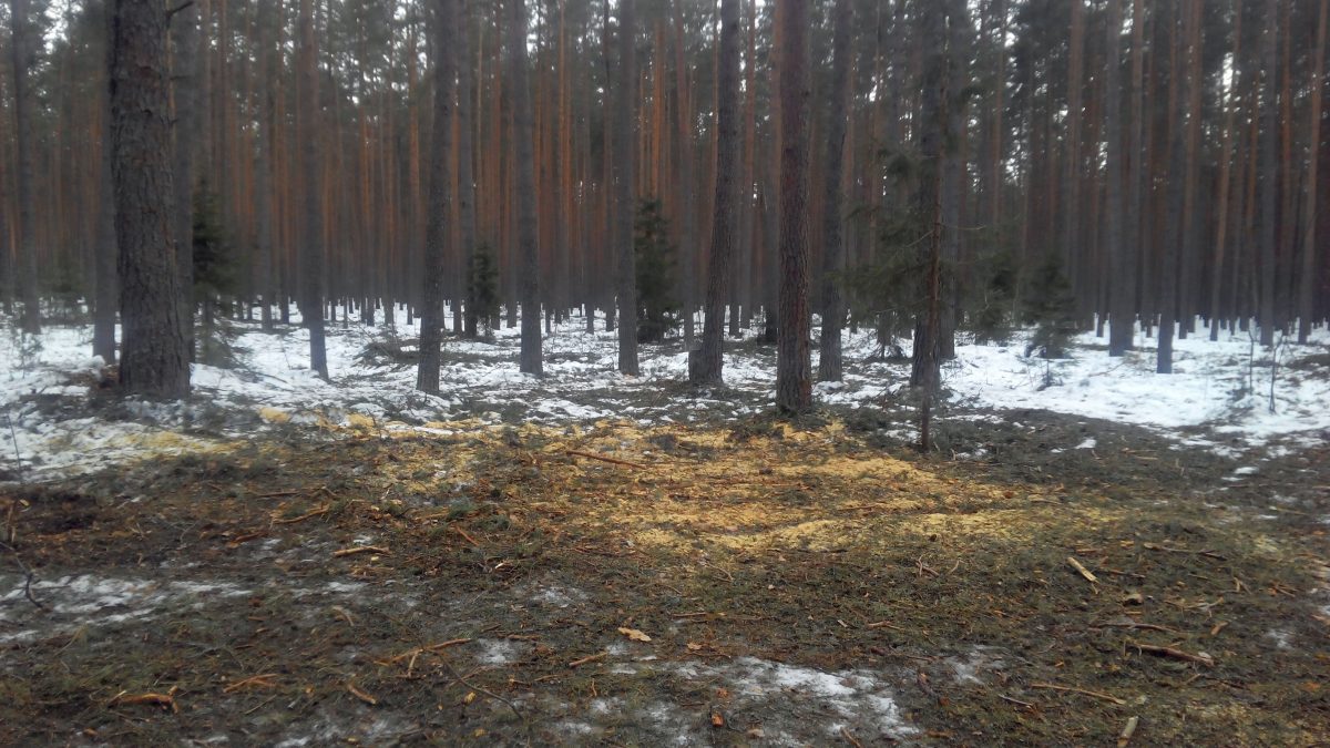 Лесное Тверской Области Фото