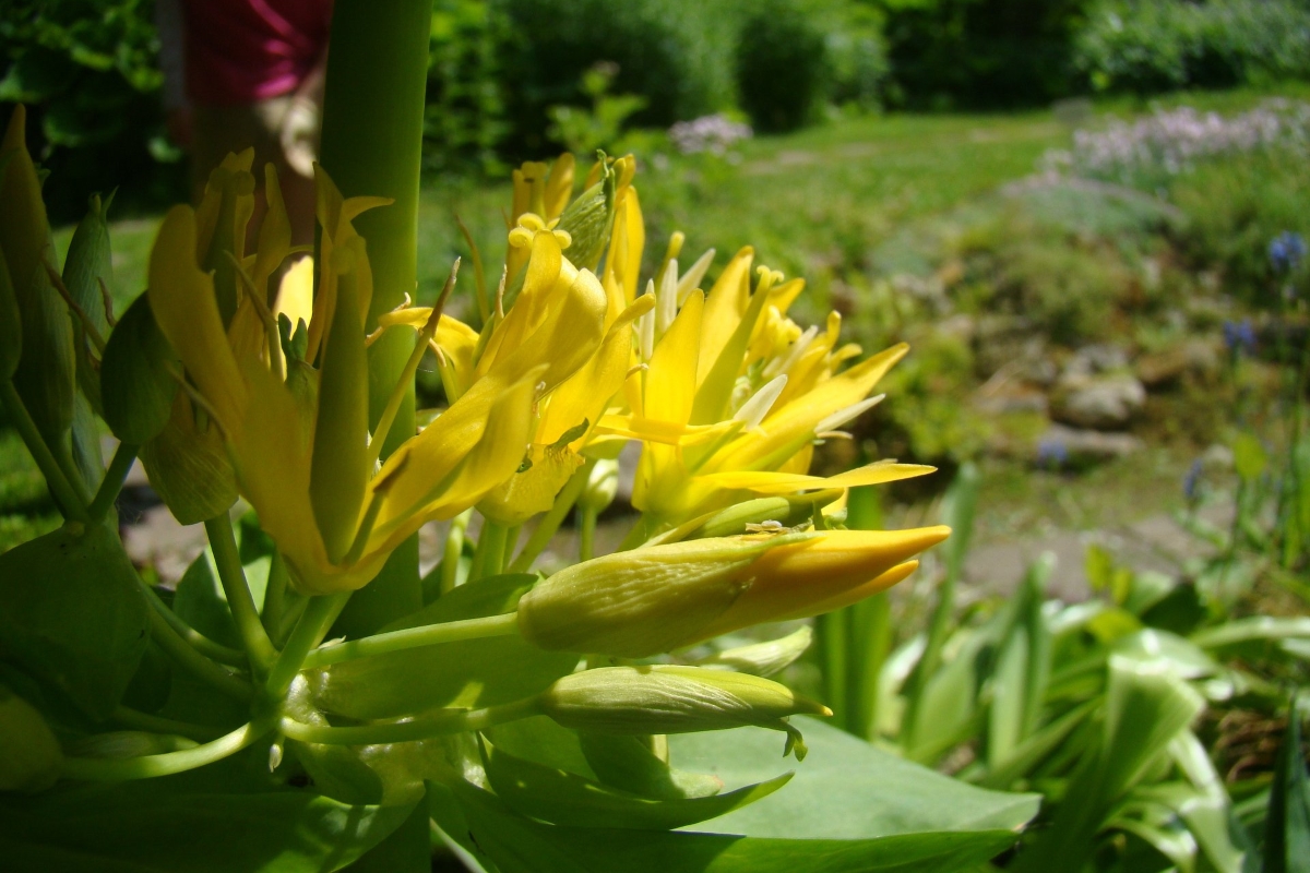 Последние растения. Горечавка жёлтая. Gentiana lutea l. Горечавка желтая растение. Горечавка желтая корень.