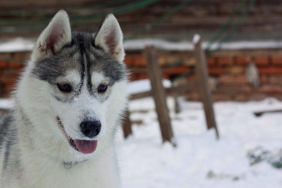 Выживший: в концлагерь для хаски, который устроили в Твери, могла попасть  ещё одна собака | Твериград