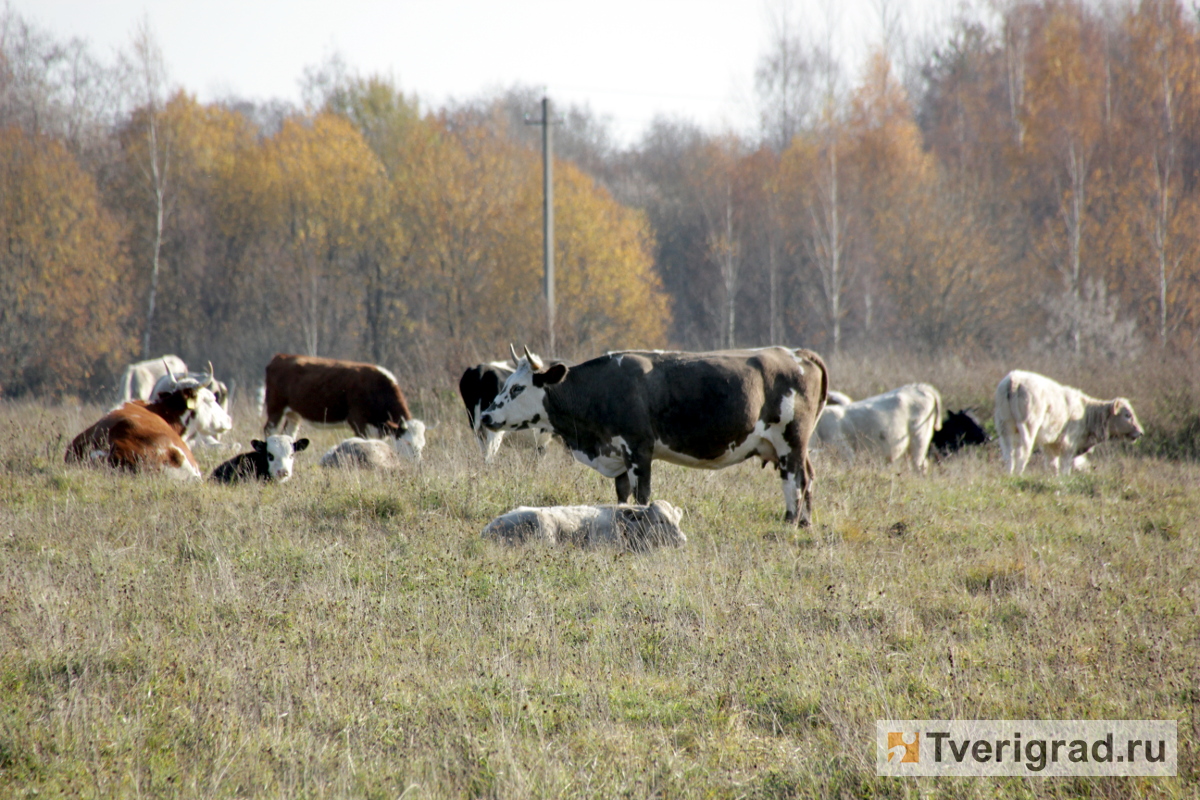 В Тверской области наращивают производство мяса и молока | Твериград