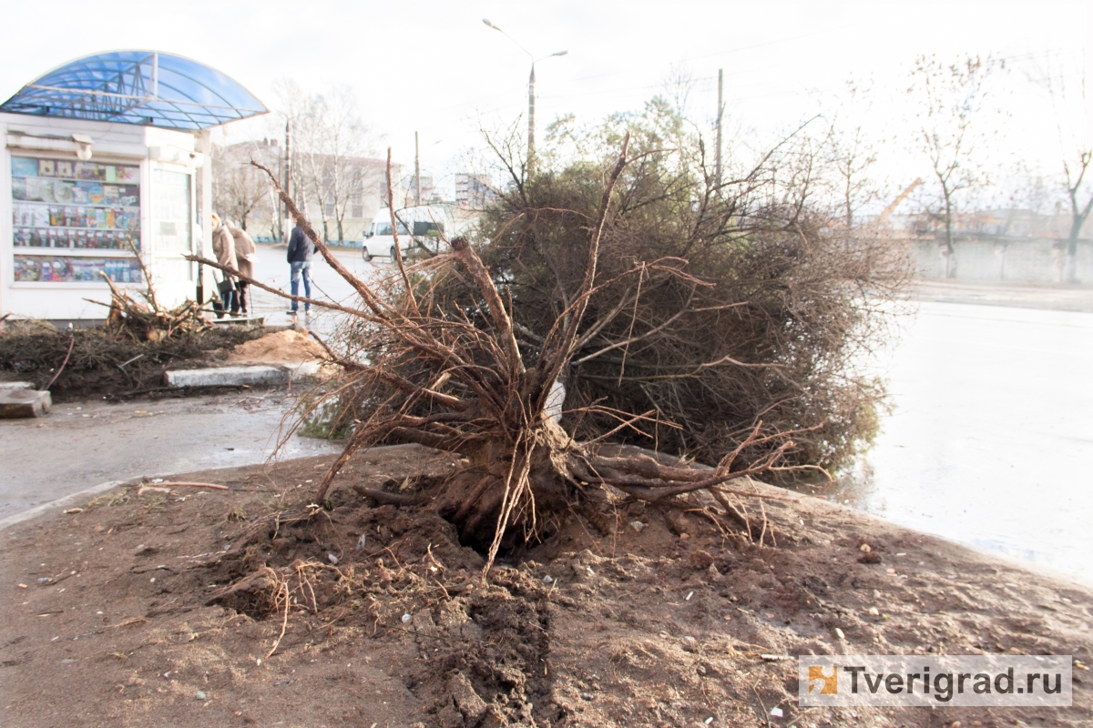 Водитель отсудил у Тверского дорожного фонда 80 тысяч рублей за дерево на  шоссе | Твериград