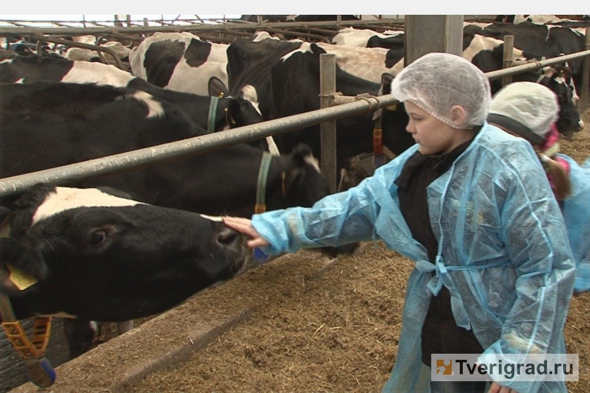 ЗАО «Калининское» расширяет ассортимент кисломолочной продукции | Твериград