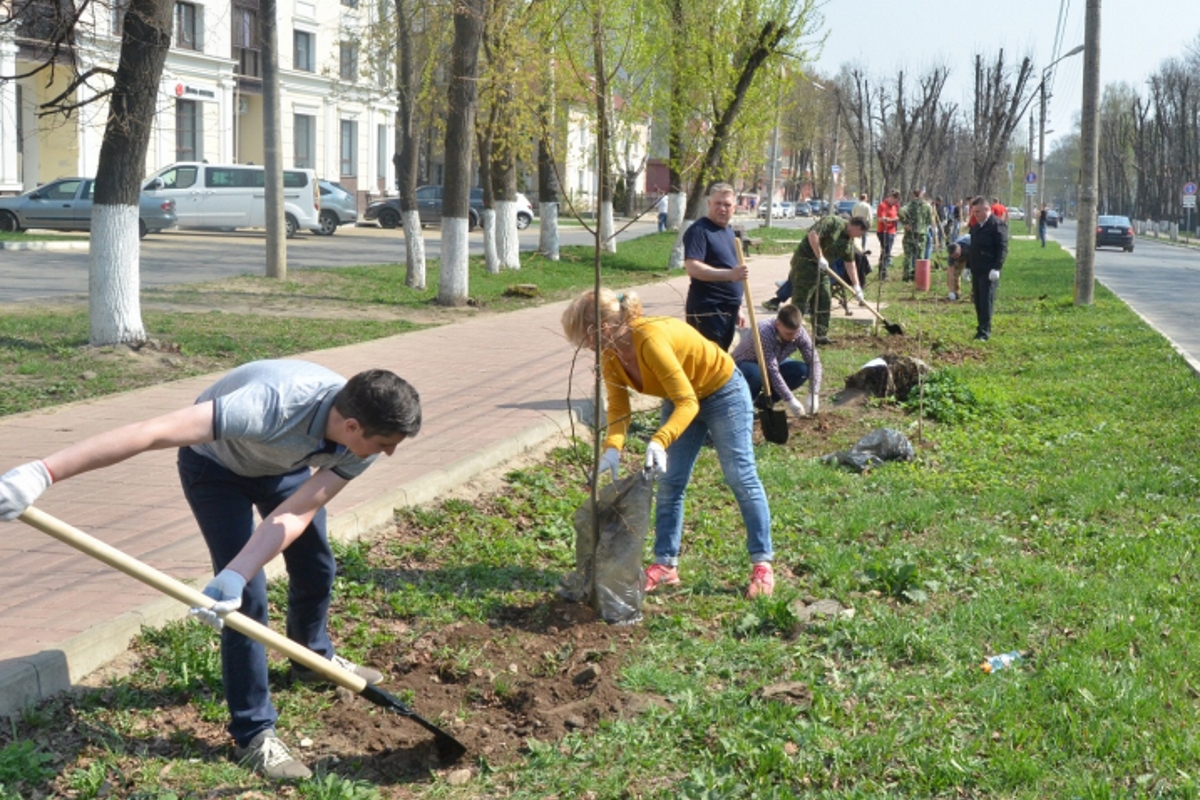 Благоустройство города курган. Благоустройство посадка деревьев. Благоустройство территории посадка деревьев аллея. Посадка аллеи деревьев. Тверь благоустройство.