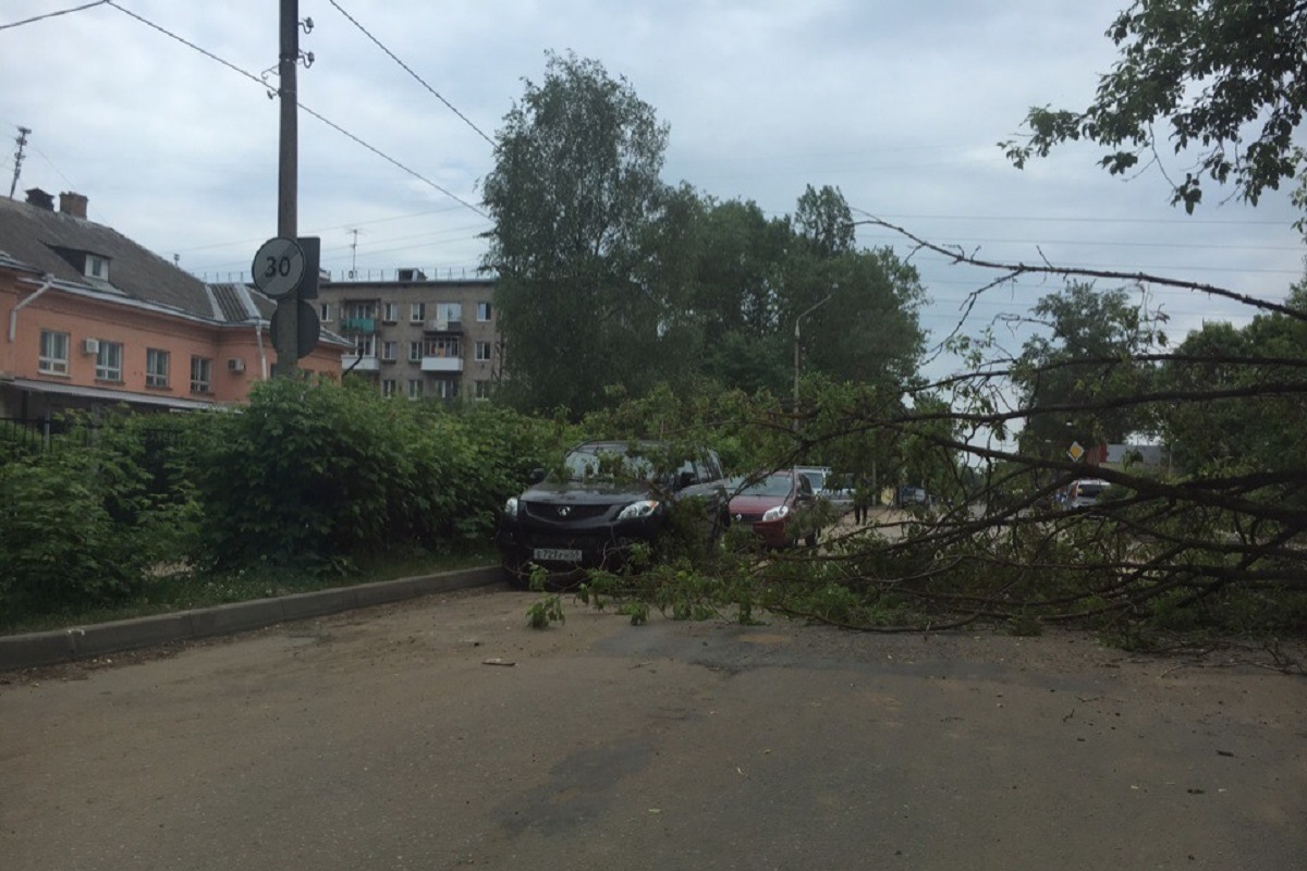 В Твери упавшее дерево едва не повредило автомобиль | Твериград