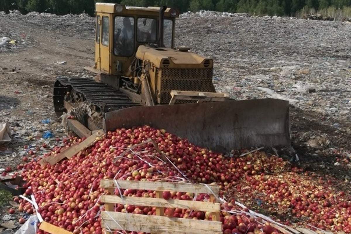 Давило бульдозер. Санкционные продукты. Раздавили яблоки бульдозером. Трактор давит санкционные продукты. Бульдозер на свалке.