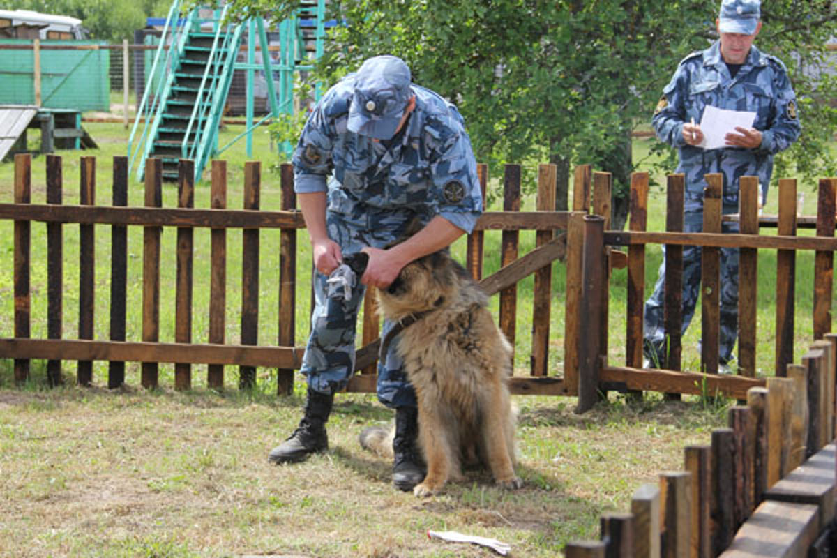 В Тверской области назвали лучших кинологов и их служебных собак, которые  работают за решеткой | Твериград