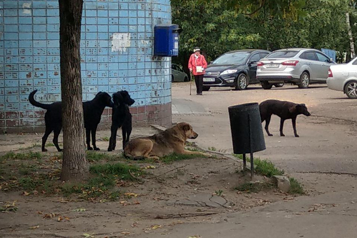 Собака тверь. Песочница с бродячими собаками. Тверь бездомные собаки. Люберцы бродячие животные на улице.