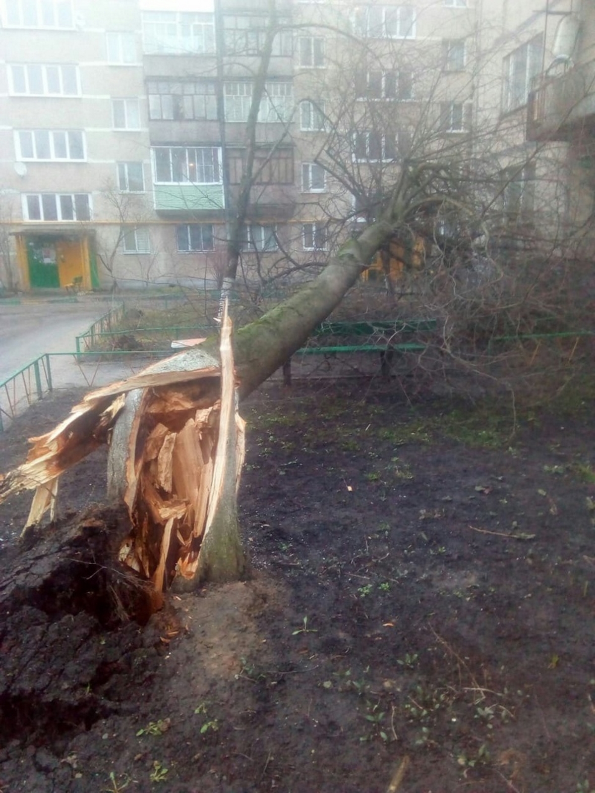 В Конаково поваленное ураганом дерево заблокировало входную дверь жилого  дома | Твериград