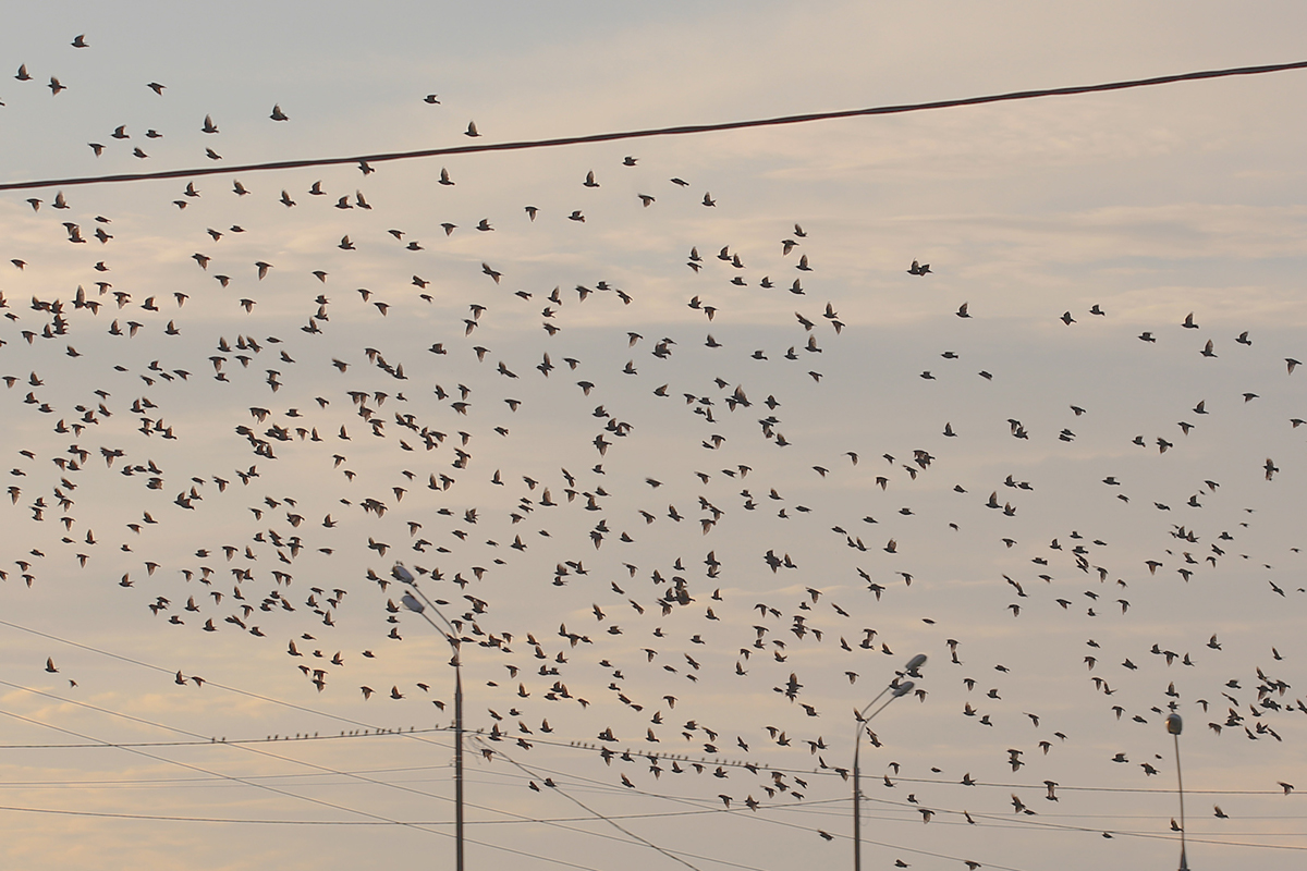 Песня тысячи птиц надо мною. Много птиц в небе. Стая птиц. Стая птиц в небе. Вороны в небе.