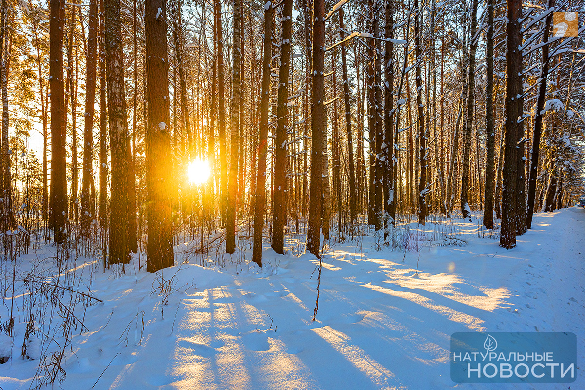 леса твери зима. природа твери зимой. тверь восход. река волга саратов. утренний рассвет.