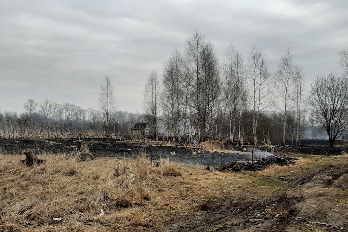 Пламя от пала травы охватило дачный кооператив в Тверской области |  Твериград