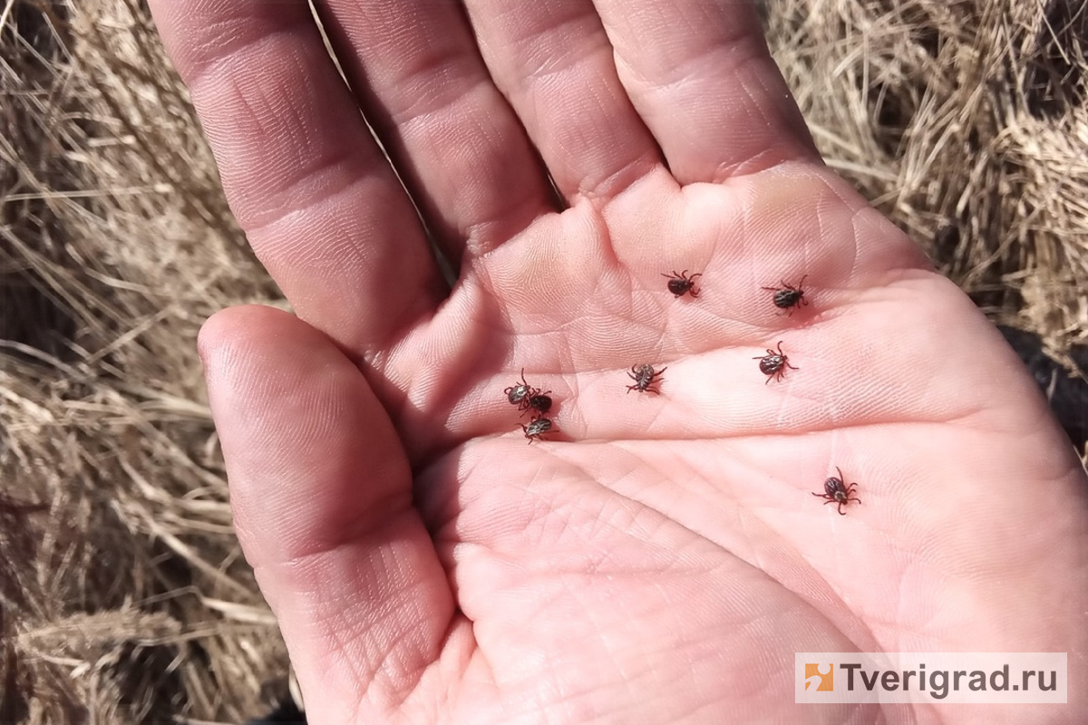 Около 1,5 тыс. жителей Тверской области покусали клещи с начала сезона |  Твериград