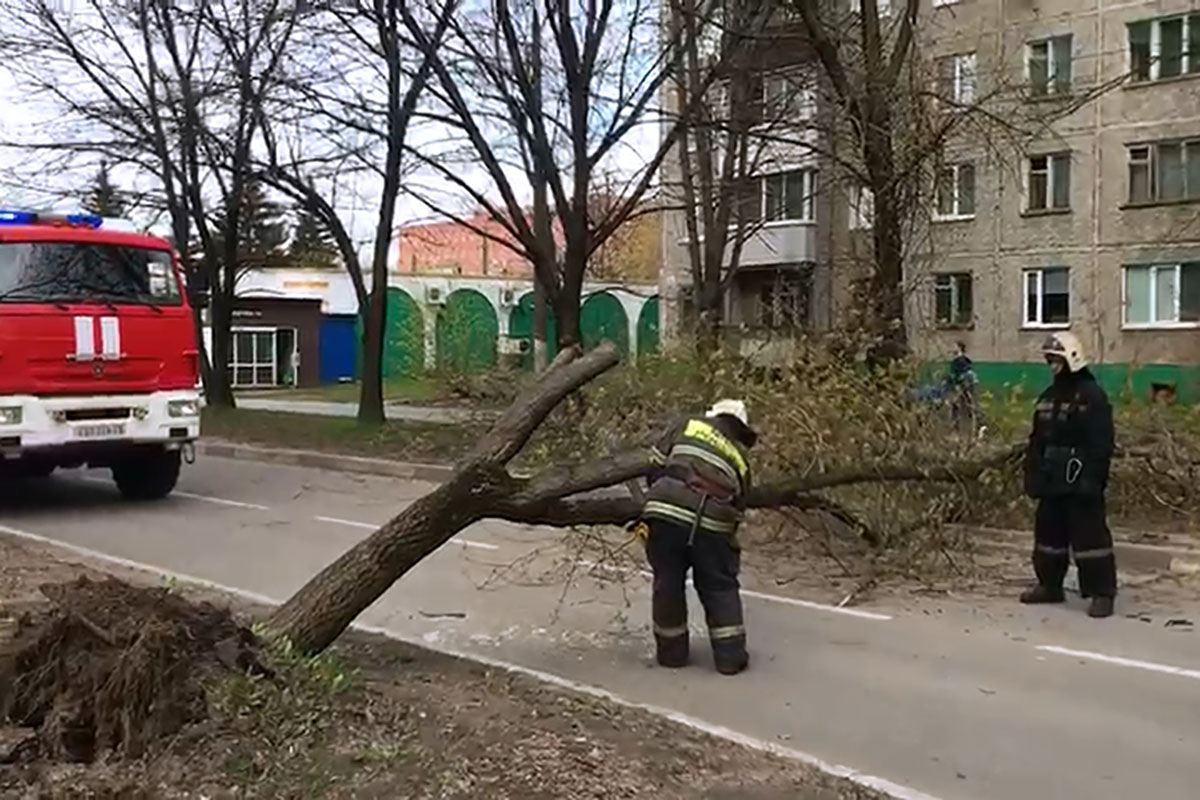 Дерево упало на дорогу