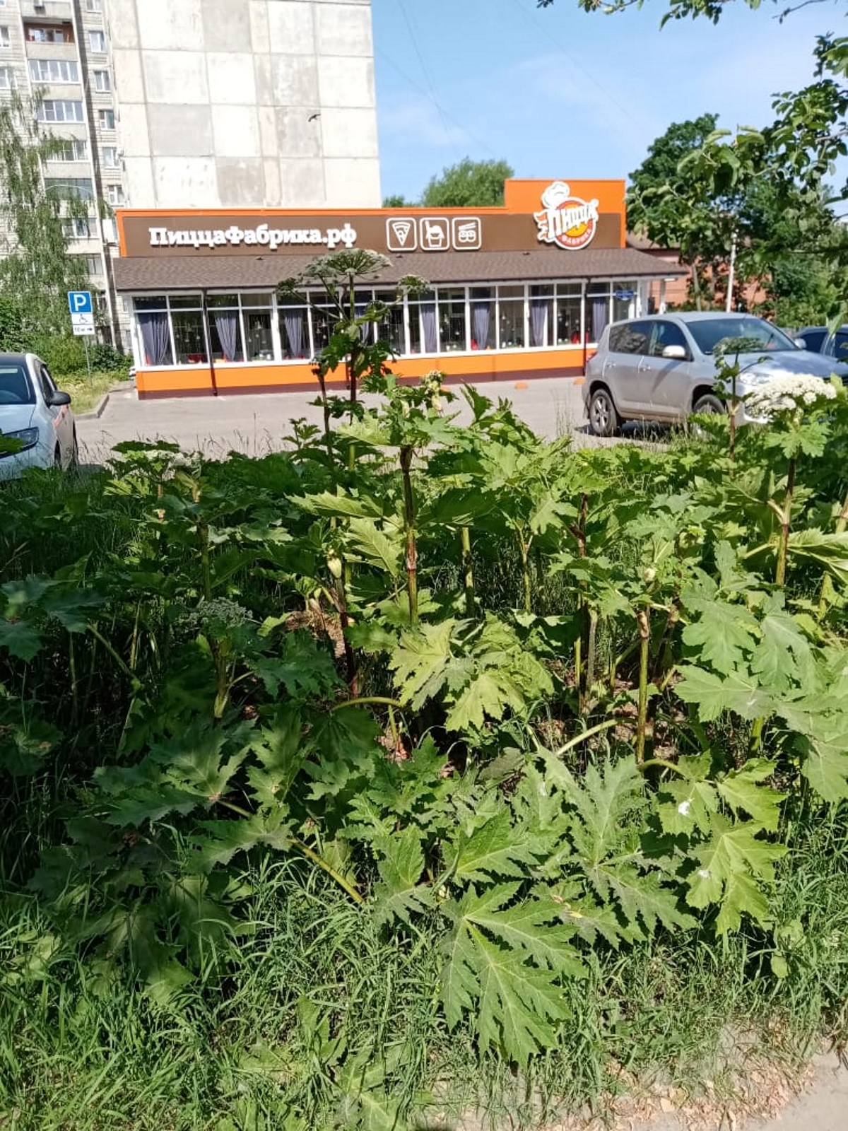 В тверские ветклиники собаки поступают с ожогами от борщевика | Твериград