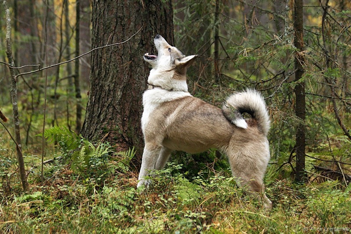 западно сибирская лайка