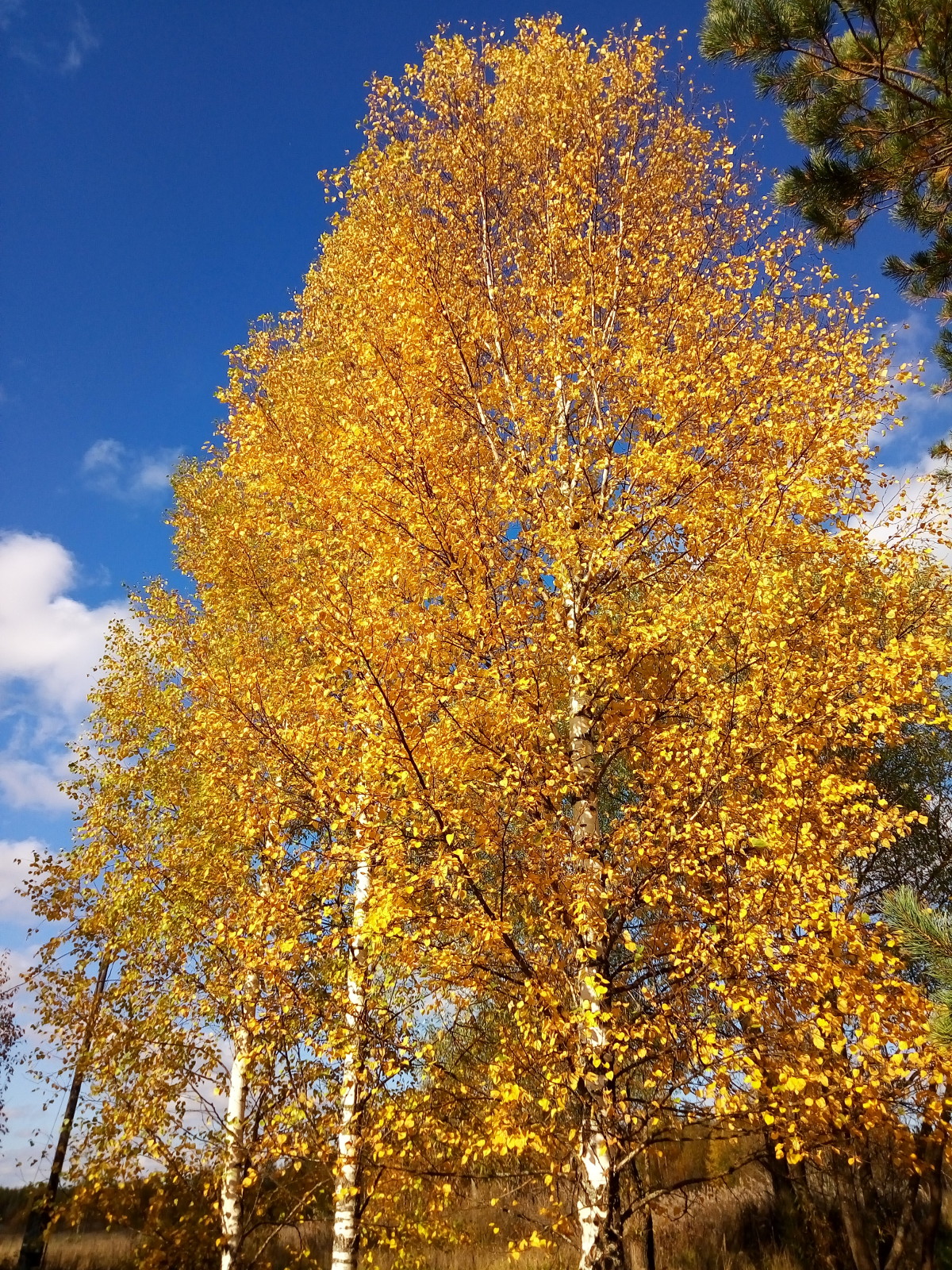 золотая осень ярославль. москва осень царицыно. москва сырая осень 2021. осенний новосибирск фото реальные. золотая осень москва 2023.