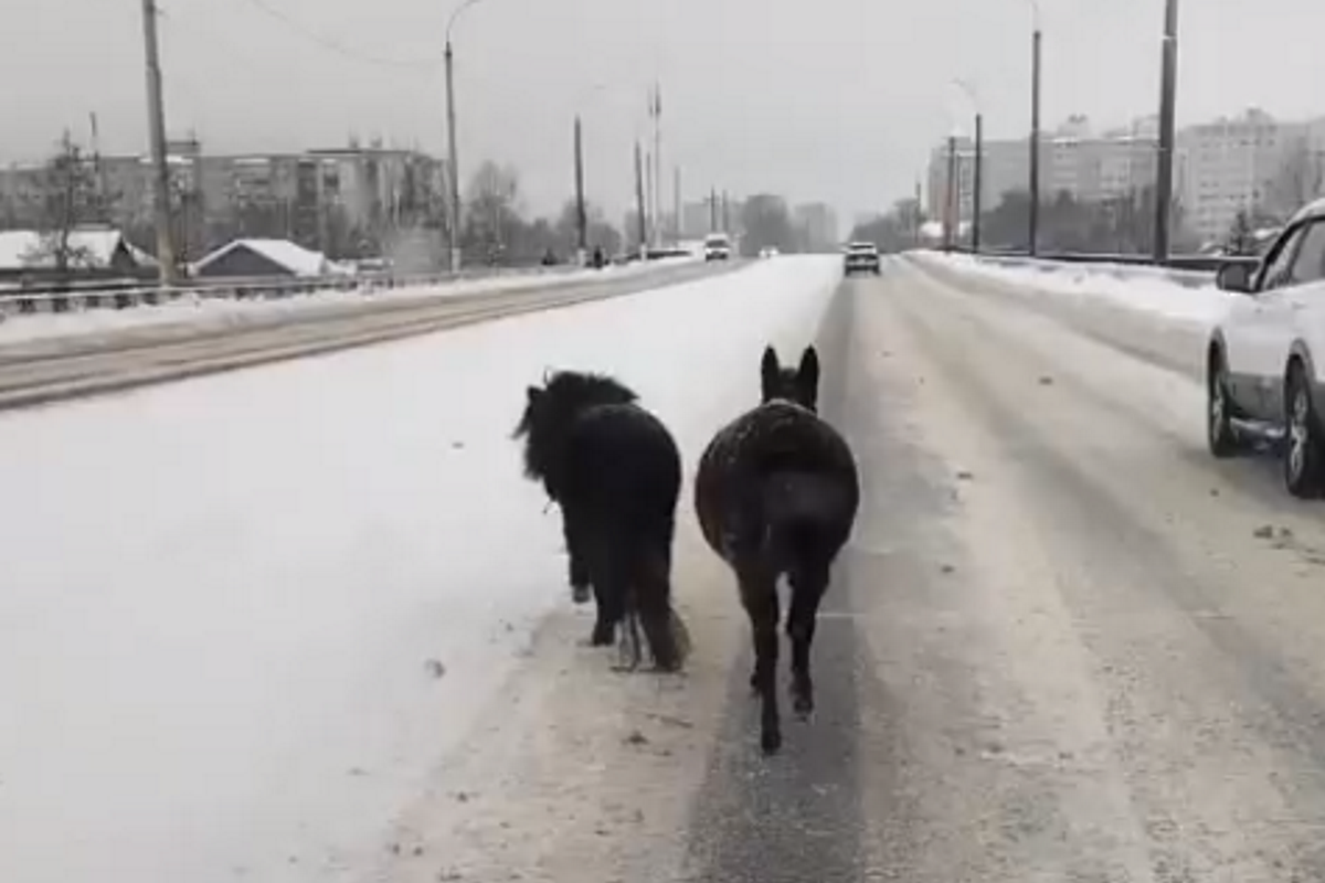 В Твери сняли на видео пони и осла, свободно разгуливающих по мосту |  Твериград