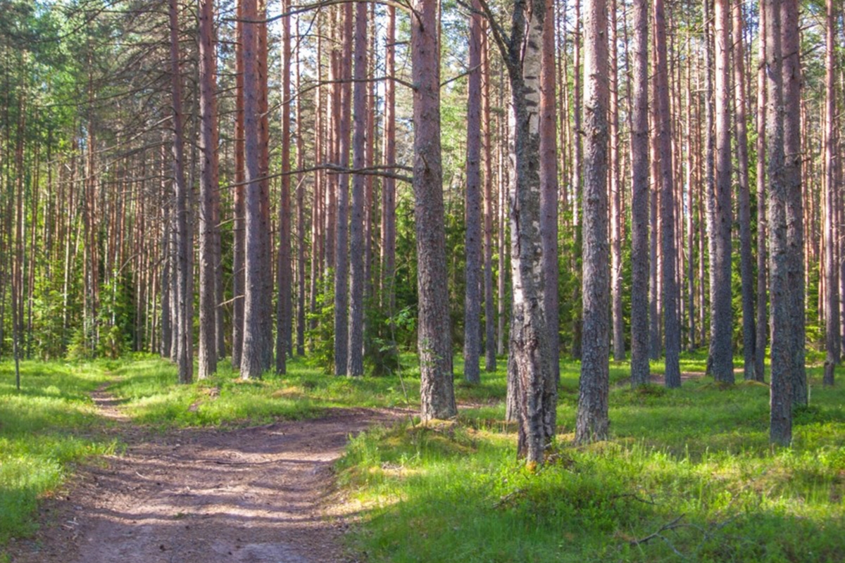 Фото леса тверской области