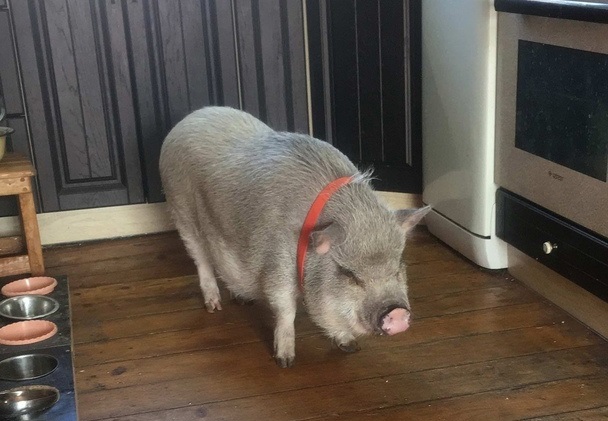 Пропала свинья